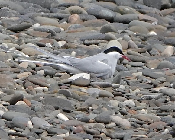 Arctic tern